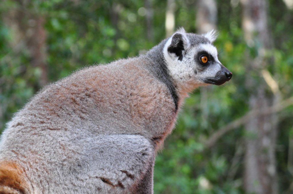 Monkeyland and Birds of Eden, Plettenberg Bay