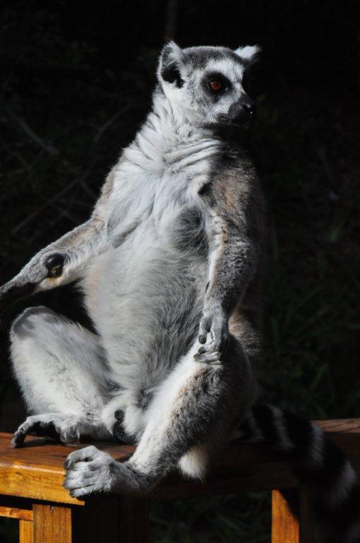 Monkeyland and Birds of Eden, Plettenberg Bay