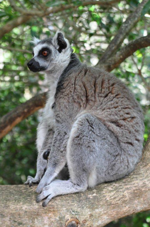 Monkeyland and Birds of Eden, Plettenberg Bay