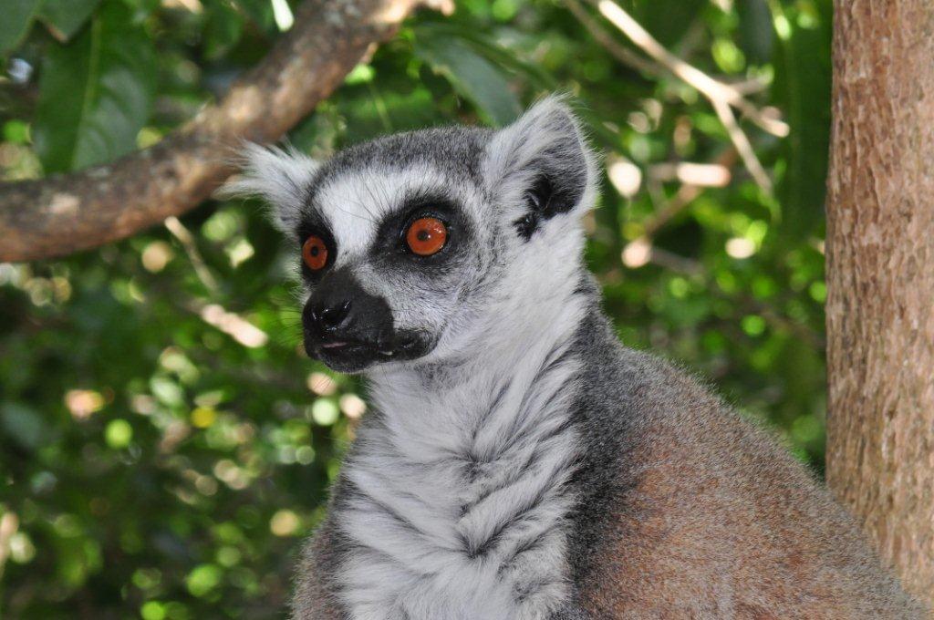 Monkeyland and Birds of Eden, Plettenberg Bay