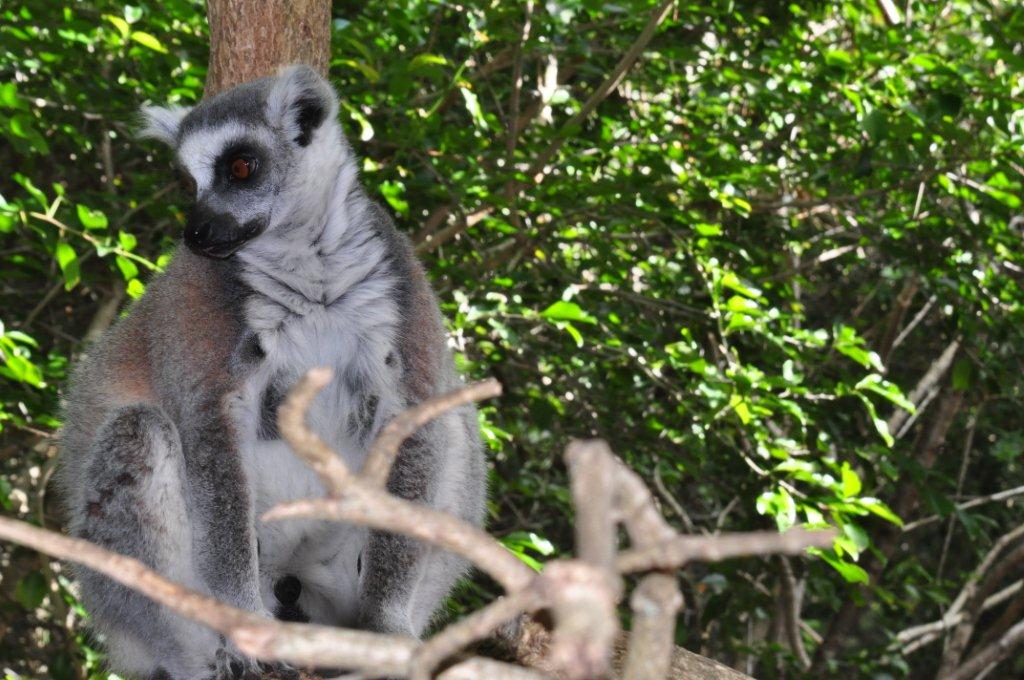 Monkeyland and Birds of Eden, Plettenberg Bay