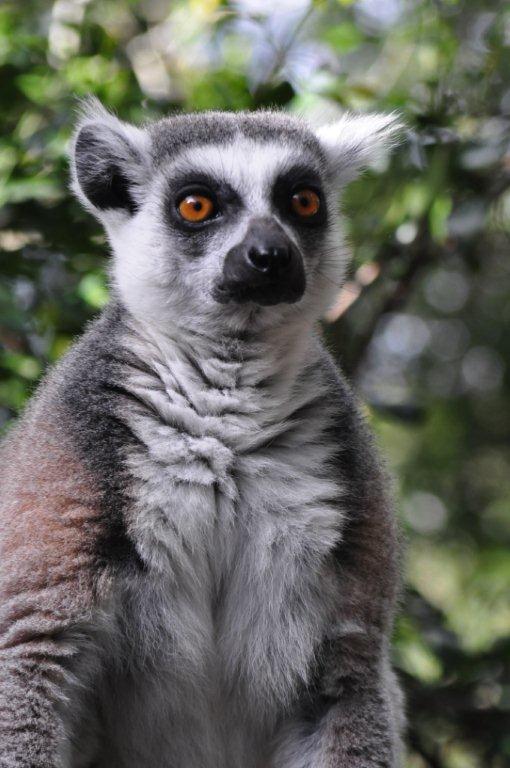 Monkeyland and Birds of Eden, Plettenberg Bay