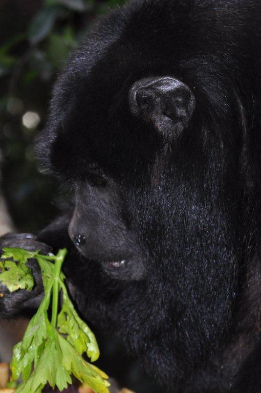 Monkeyland and Birds of Eden, Plettenberg Bay