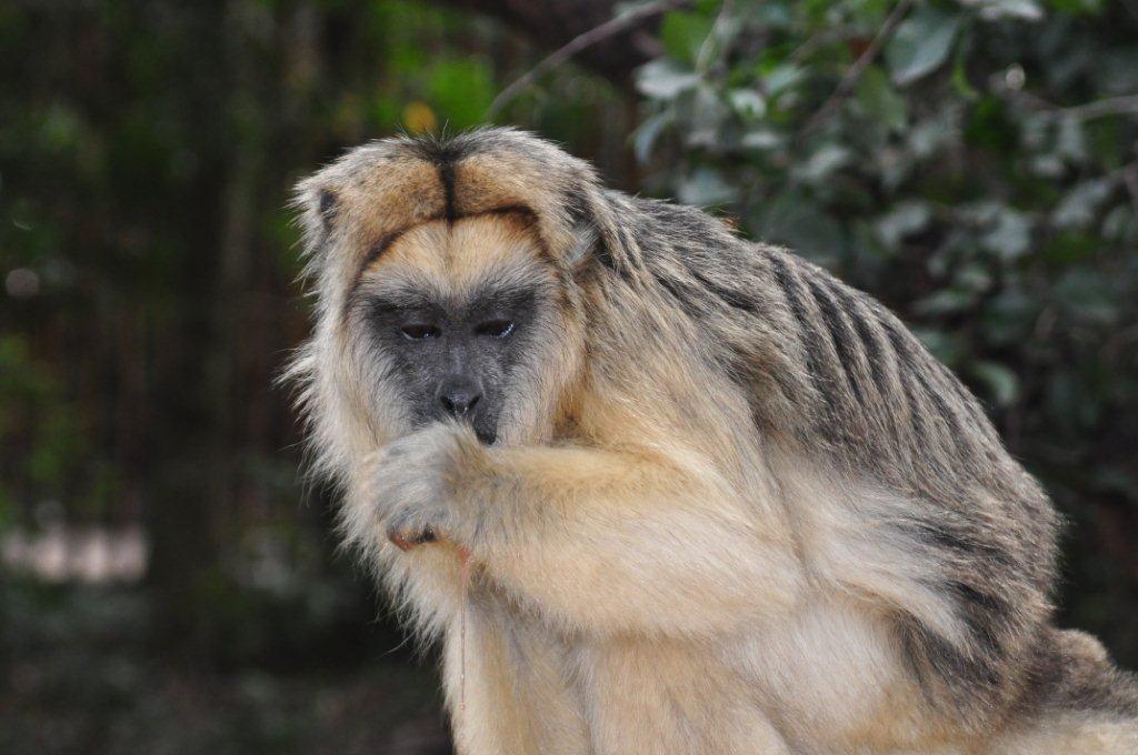 Monkeyland and Birds of Eden, Plettenberg Bay