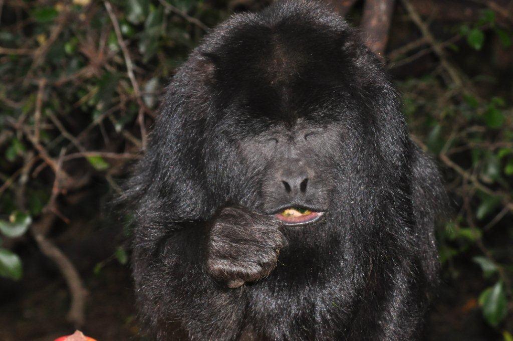 Monkeyland and Birds of Eden, Plettenberg Bay