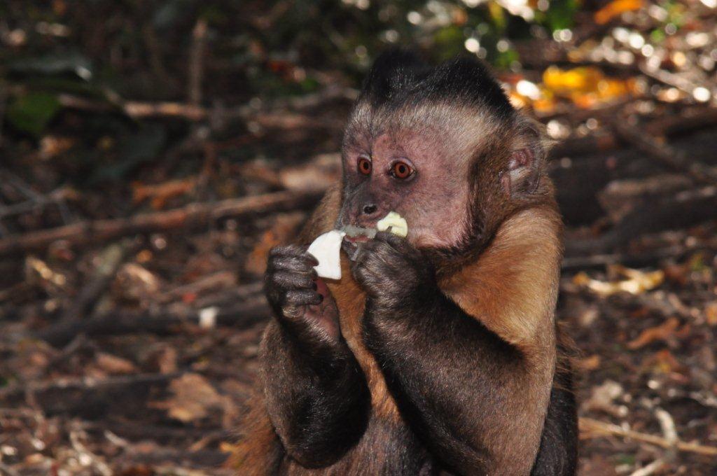 Monkeyland and Birds of Eden, Plettenberg Bay