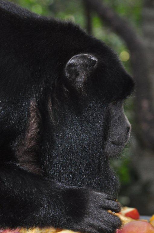 Monkeyland and Birds of Eden, Plettenberg Bay