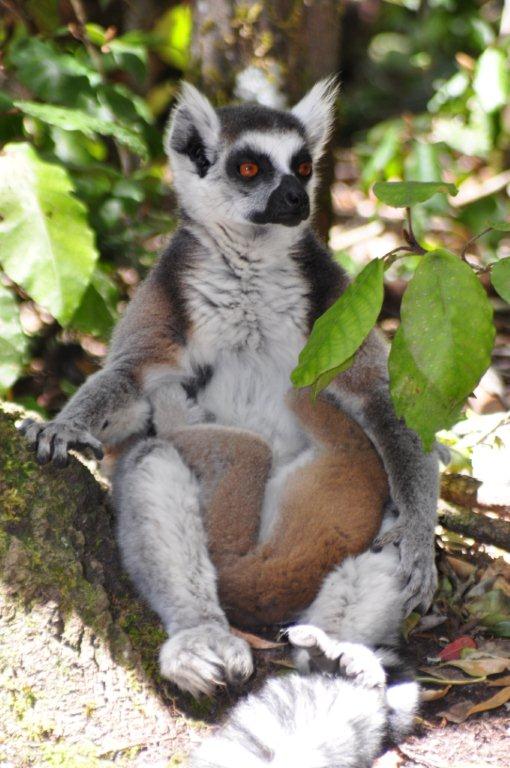 Monkeyland and Birds of Eden, Plettenberg Bay