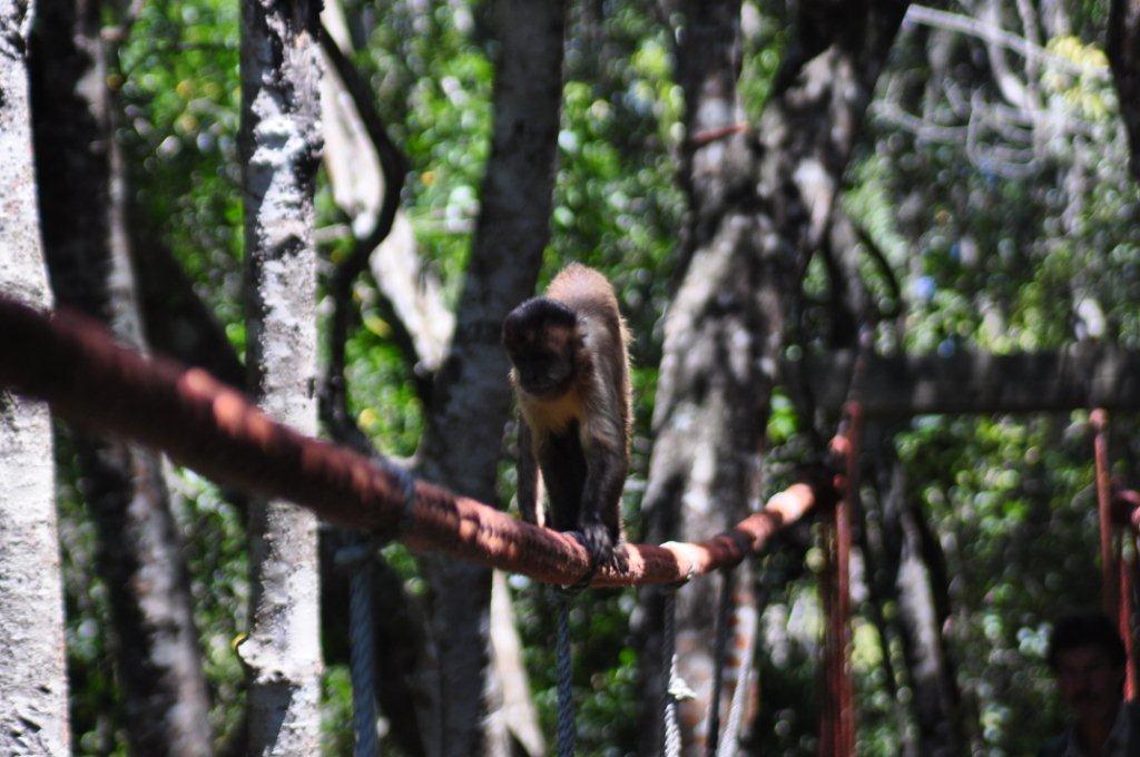 Monkeyland and Birds of Eden, Plettenberg Bay