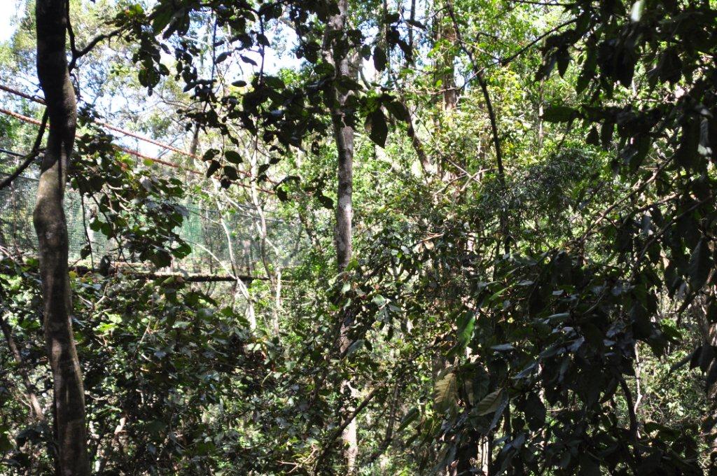 Monkeyland and Birds of Eden, Plettenberg Bay