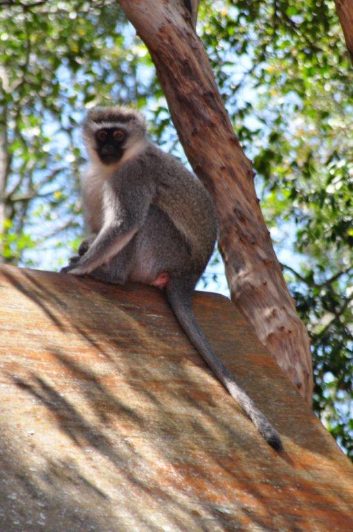 Monkeyland and Birds of Eden, Plettenberg Bay