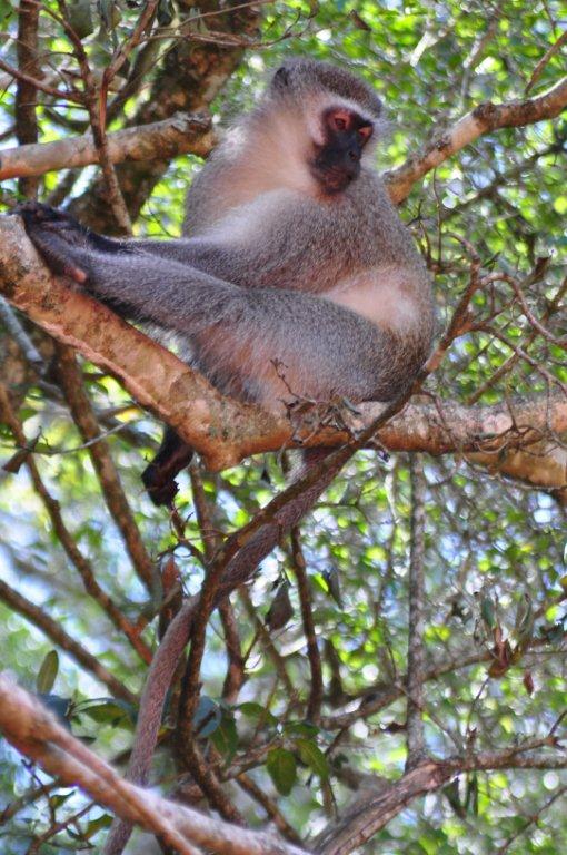 Monkeyland and Birds of Eden, Plettenberg Bay