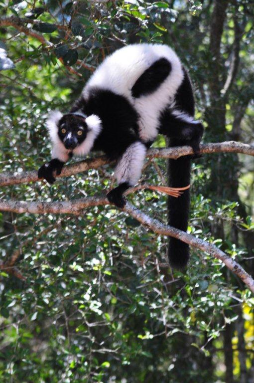 Monkeyland and Birds of Eden, Plettenberg Bay