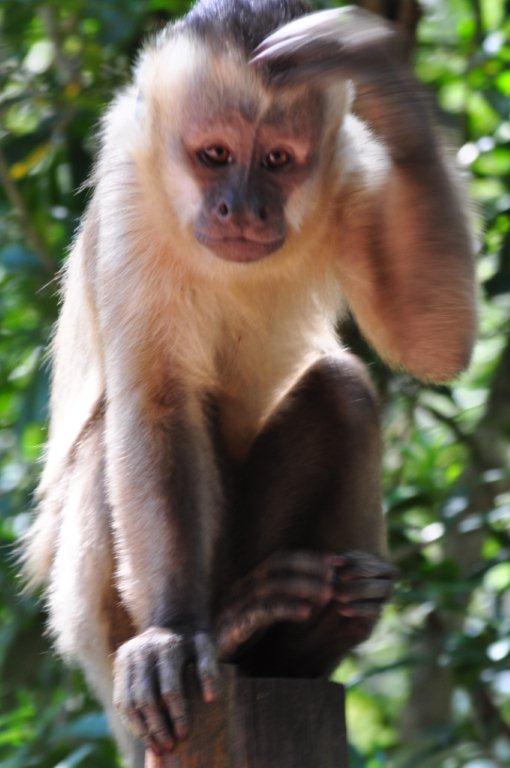 Monkeyland and Birds of Eden, Plettenberg Bay