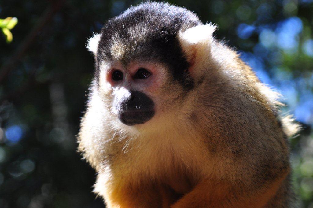 Monkeyland and Birds of Eden, Plettenberg Bay