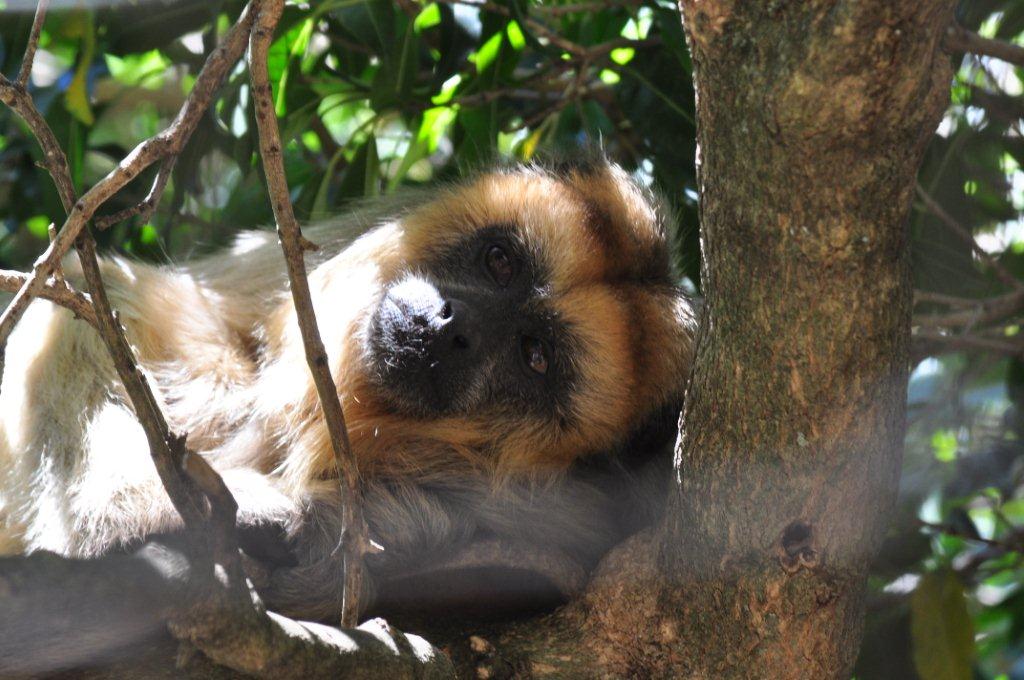 Monkeyland and Birds of Eden, Plettenberg Bay