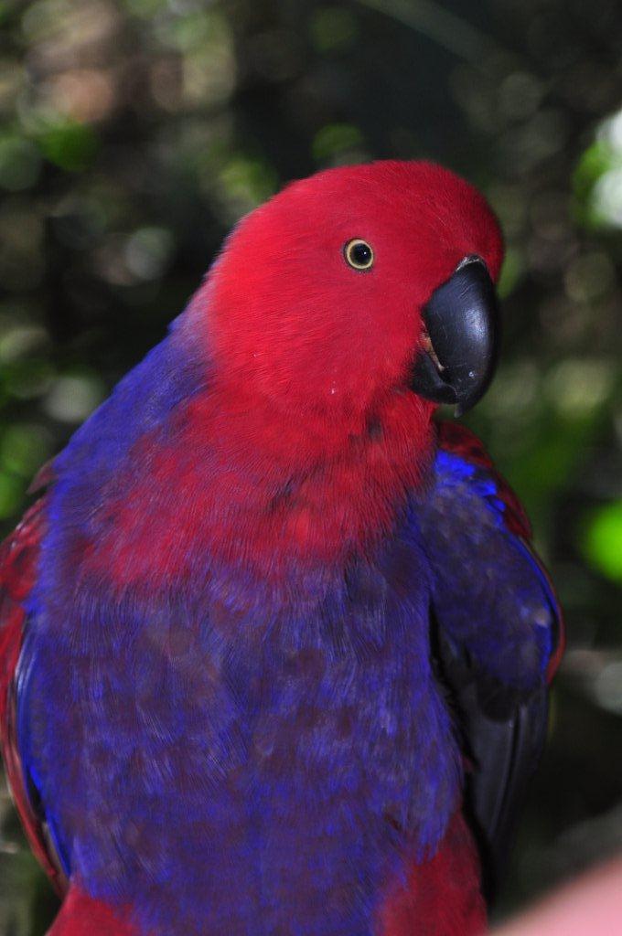 Monkeyland and Birds of Eden, Plettenberg Bay