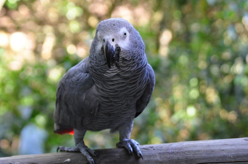 Monkeyland and Birds of Eden, Plettenberg Bay