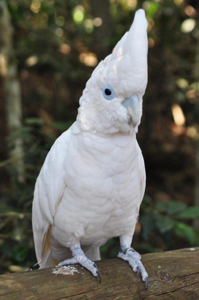 Monkeyland and Birds of Eden, Plettenberg Bay