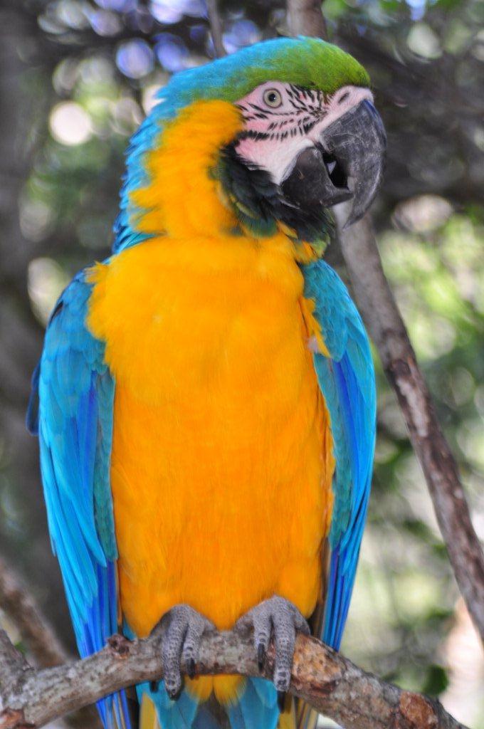 Monkeyland and Birds of Eden, Plettenberg Bay