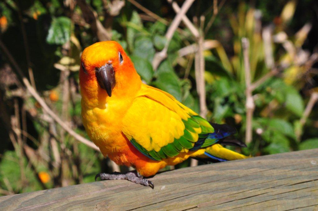 Monkeyland and Birds of Eden, Plettenberg Bay