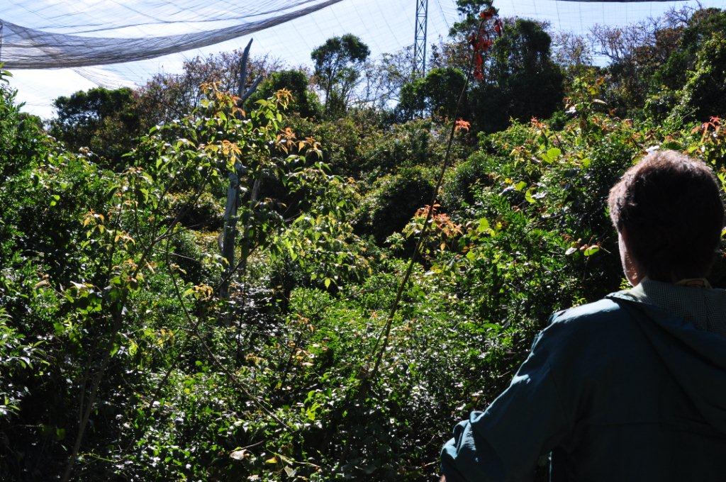 Monkeyland and Birds of Eden, Plettenberg Bay