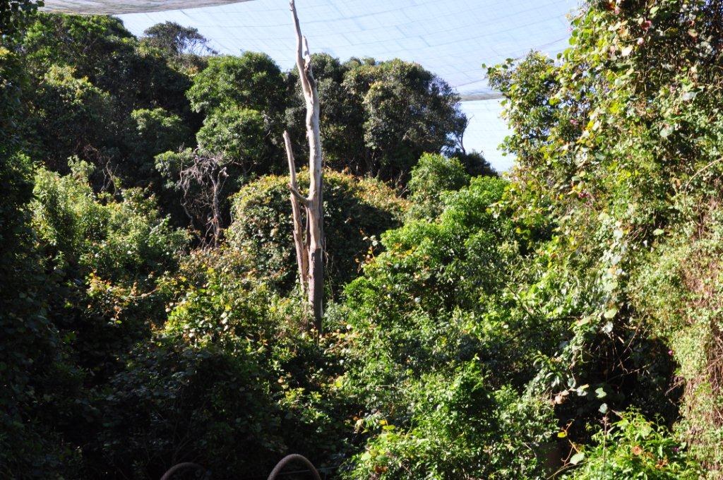 Monkeyland and Birds of Eden, Plettenberg Bay