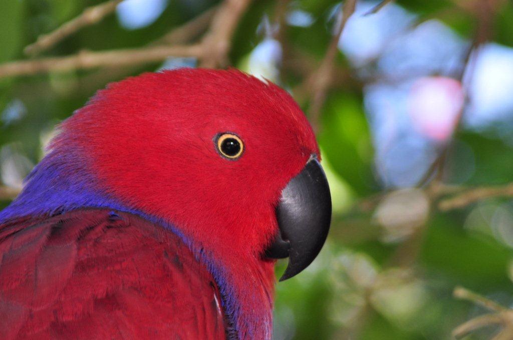 Monkeyland and Birds of Eden, Plettenberg Bay