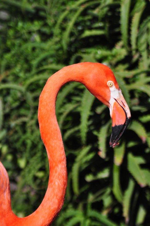 Monkeyland and Birds of Eden, Plettenberg Bay