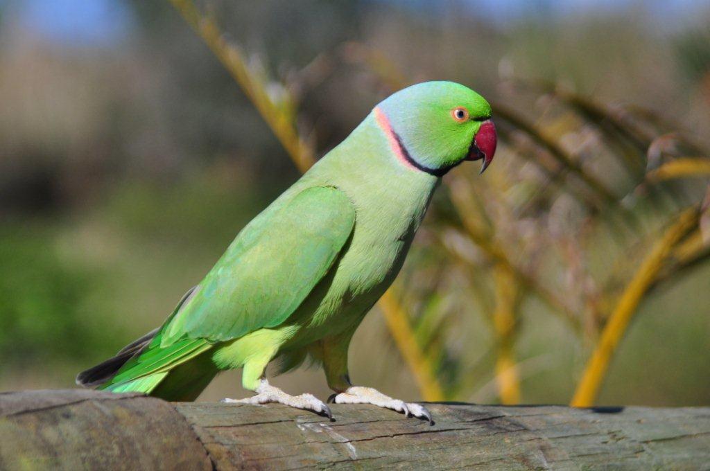 Monkeyland and Birds of Eden, Plettenberg Bay