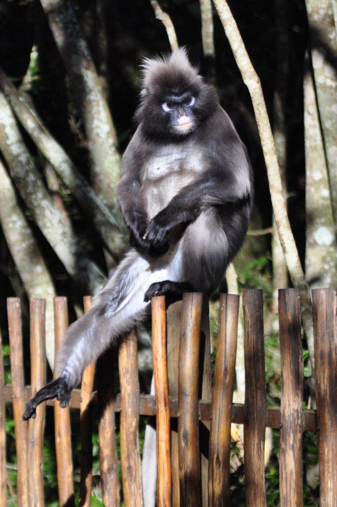 Monkeyland and Birds of Eden, Plettenberg Bay