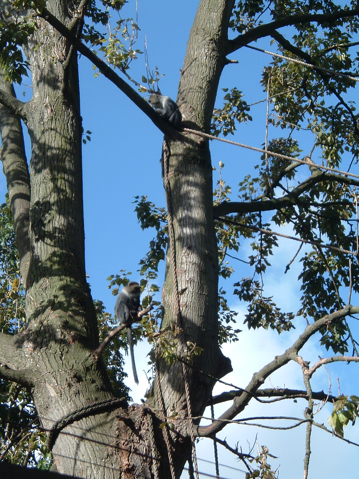 Monkeys at Artis Zoo, Jan 2006