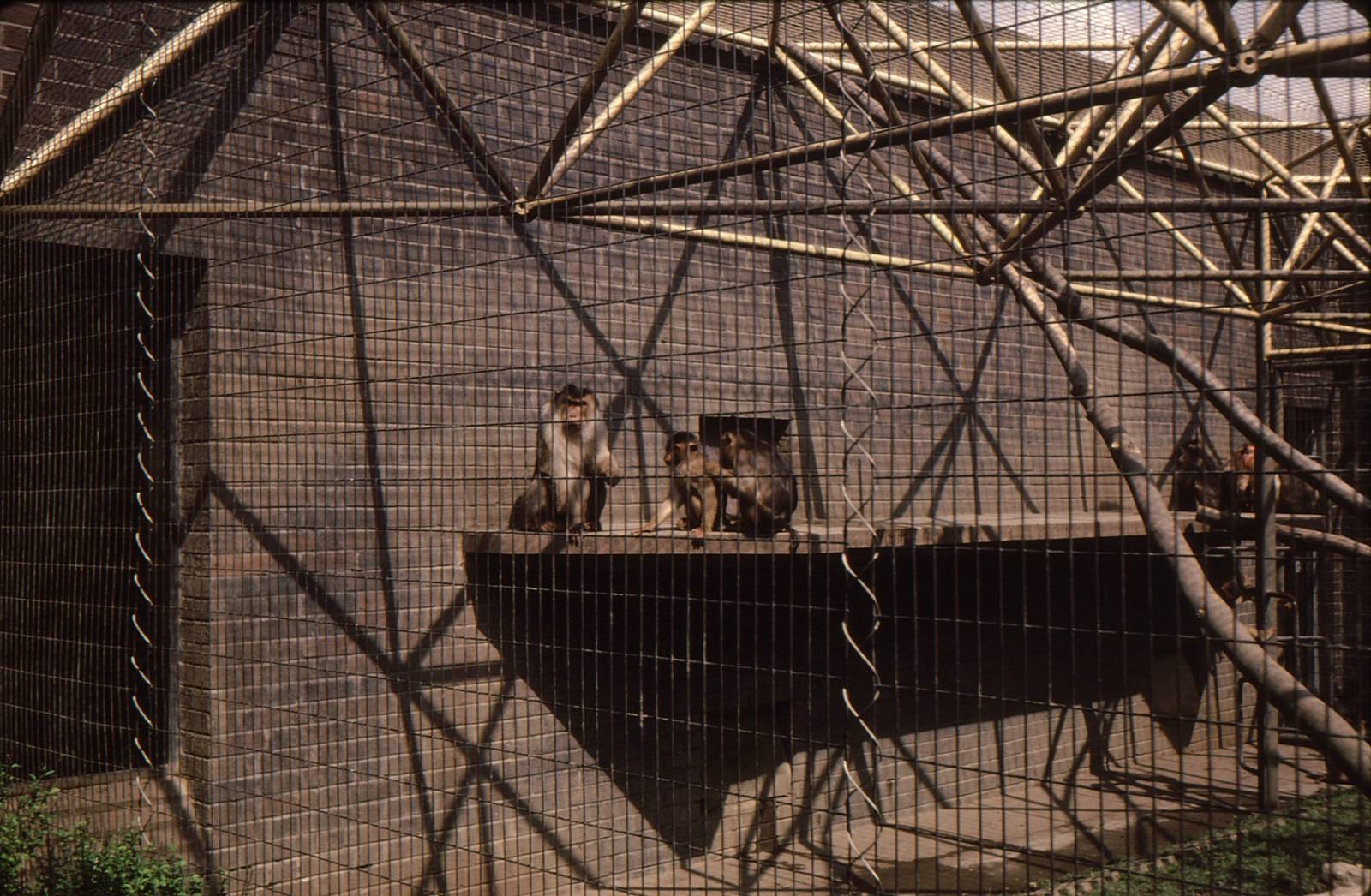 Monkeys at London Zoo Early 1980's