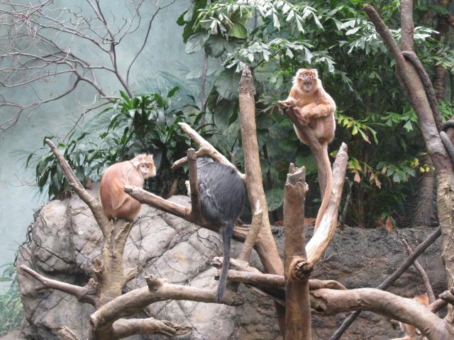 Monkeys in Jungle World