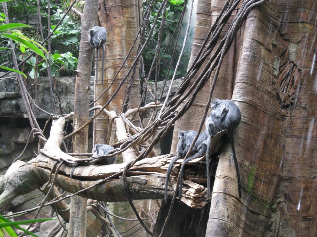 Monkeys in Jungle World