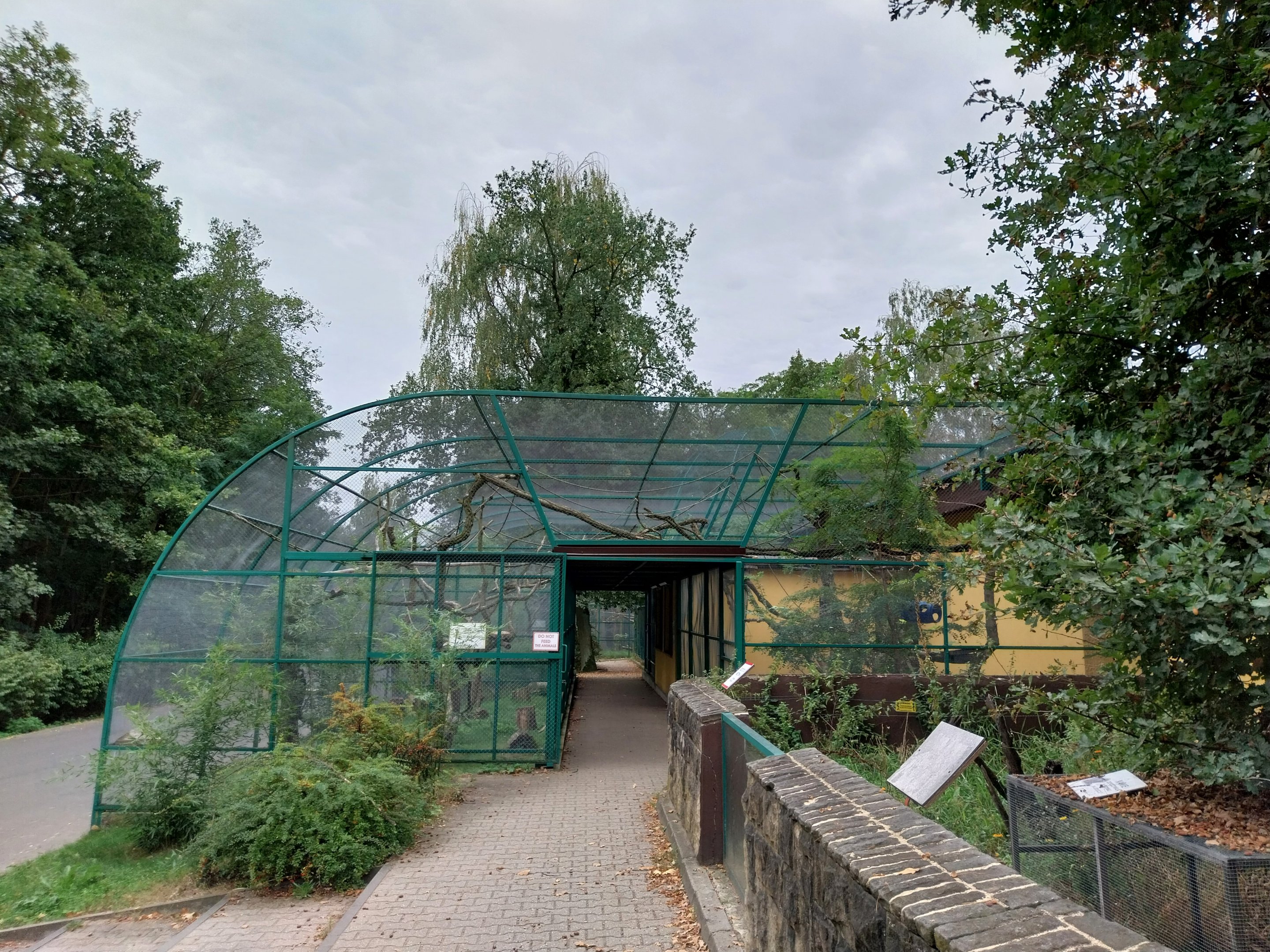 Monkeys & nocturnal animals - Red-bellied Lemur (Eulemur rubriventer)