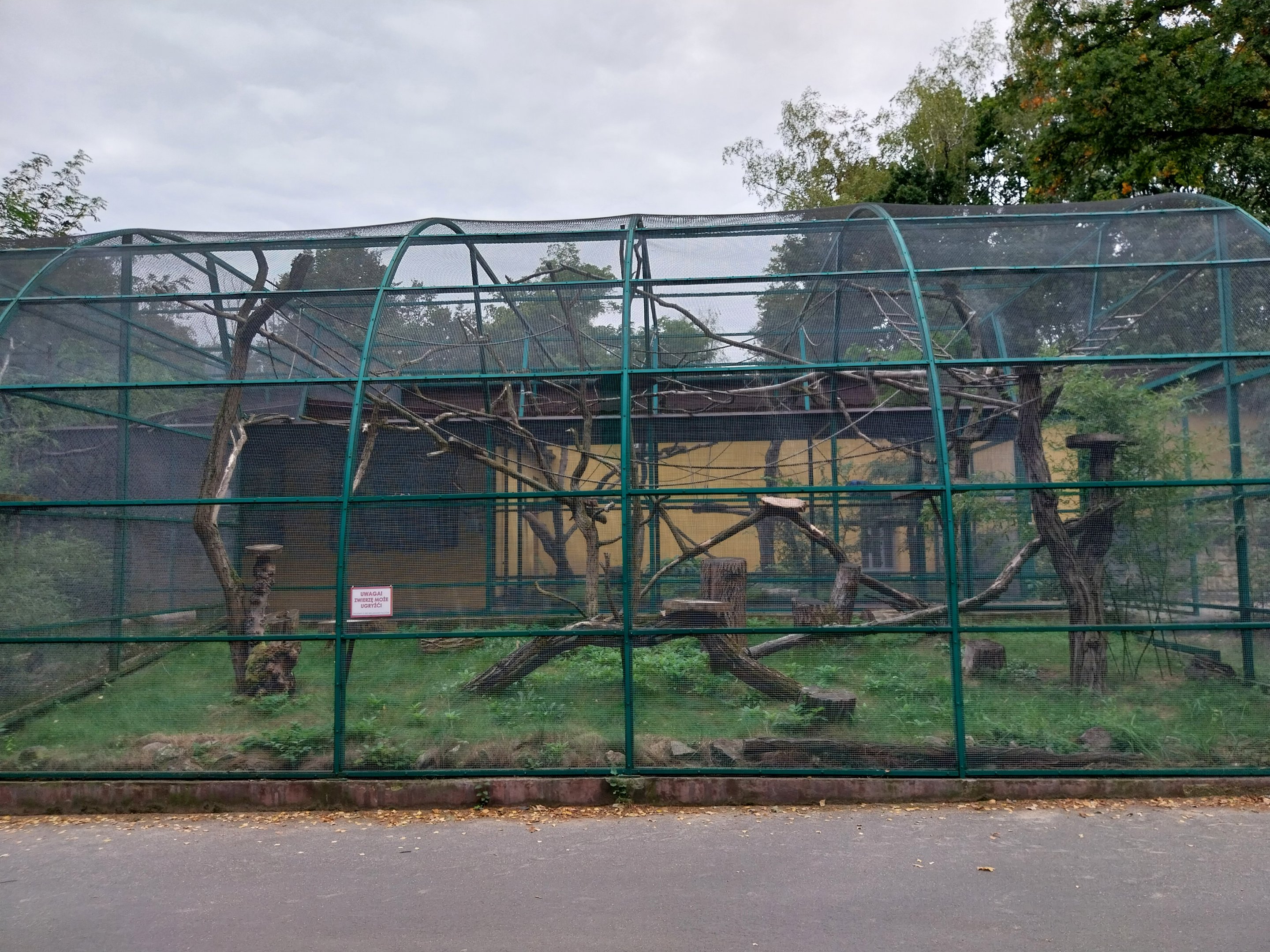 Monkeys & nocturnal animals - Ring-tailed lemur (Lemur catta)