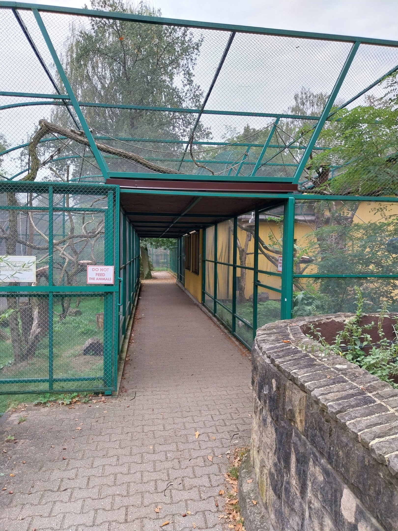 Monkeys & nocturnal animals - Ring-tailed lemur (Lemur catta)