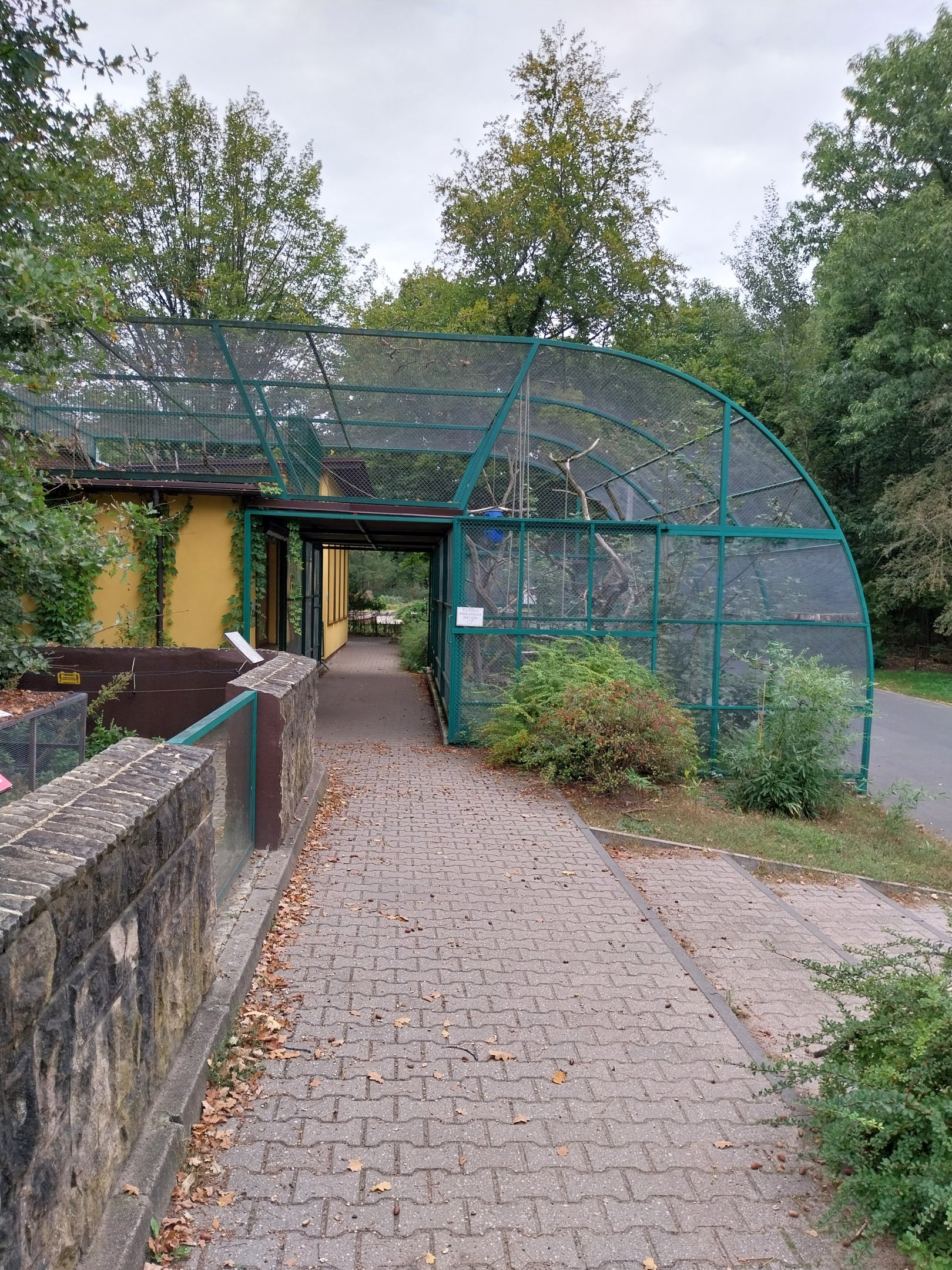 Monkeys & nocturnal animals - Ring-tailed lemur (Lemur catta)