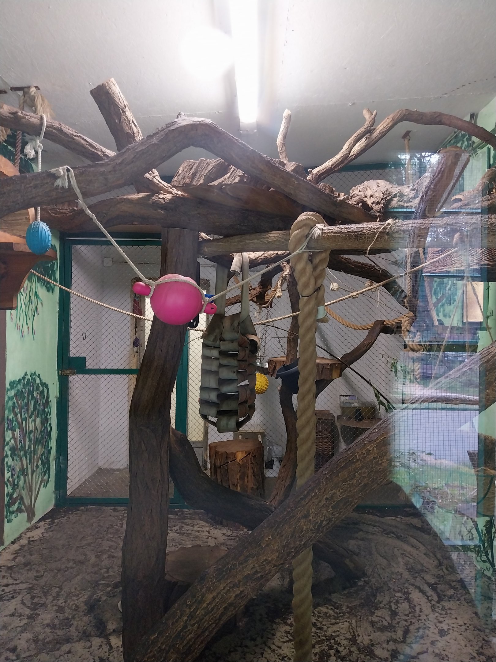 Monkeys & nocturnal animals - Ring-tailed lemur (Lemur catta)