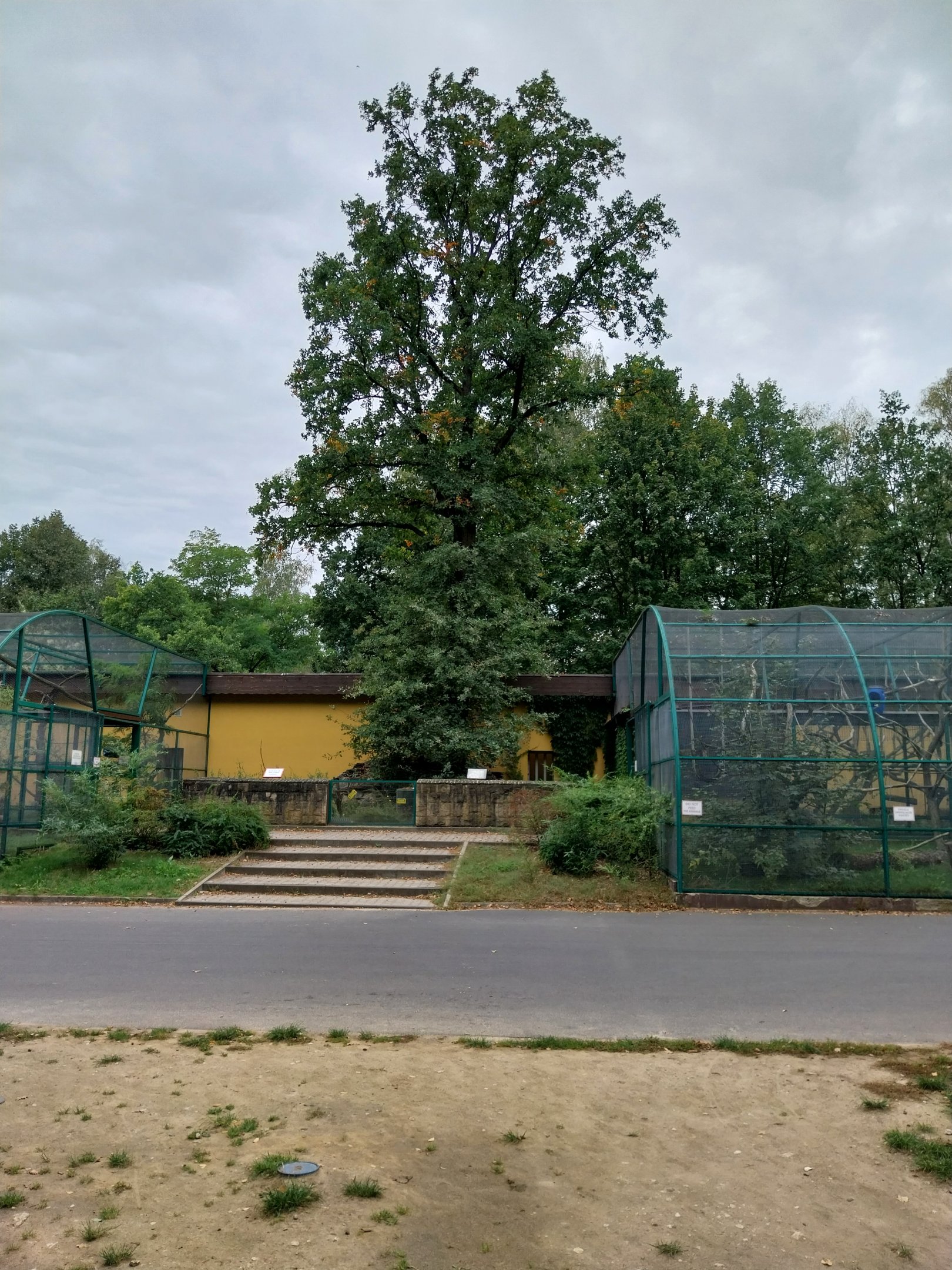 Monkeys & nocturnal animals - Ringtailed lemur (right) - Red-bellied lemur (left)