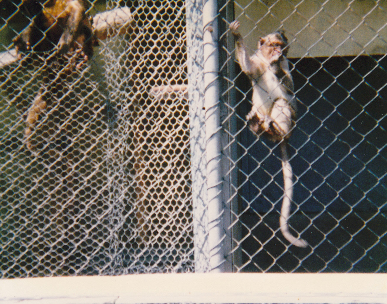 monkeys, North Brighton Zoo, Christchurch