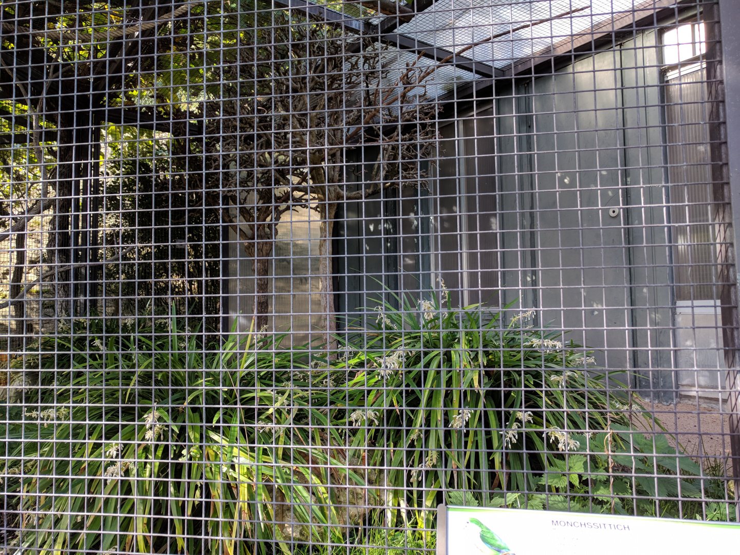 Monks parakeet Aviary