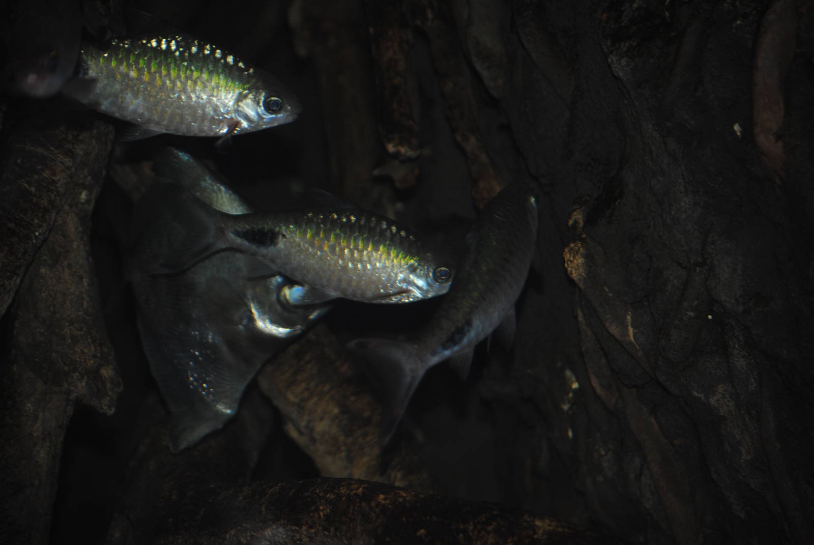 Mono & Filament Barb