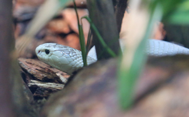 monocellate cobra (leucistic)