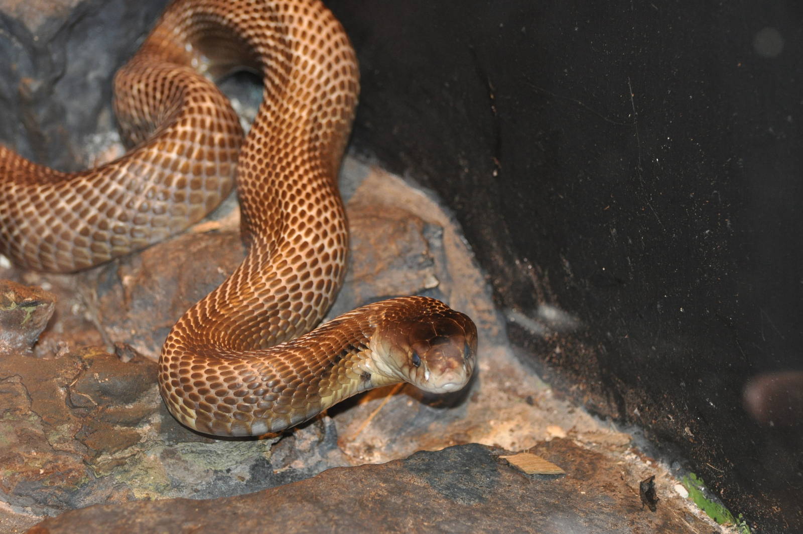 Monocellate cobra/ Naja naja kaouthia