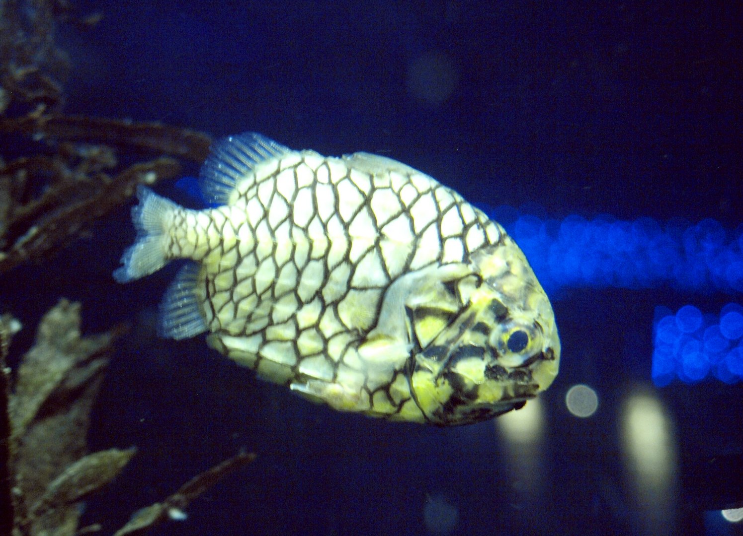 Monocentris japonica