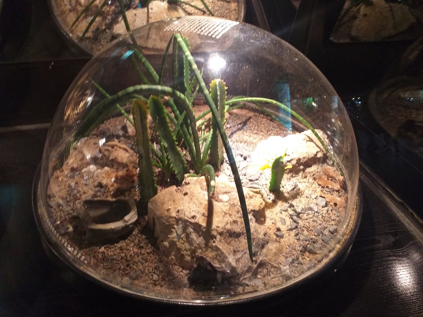 Monocentropus balfouri exhibit -TerraNatura Benidorm (2021)