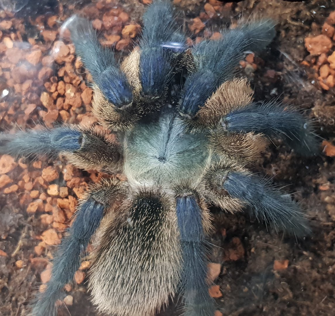 Monocentropus balfouri