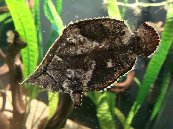 Monocirrhus polyacanthus